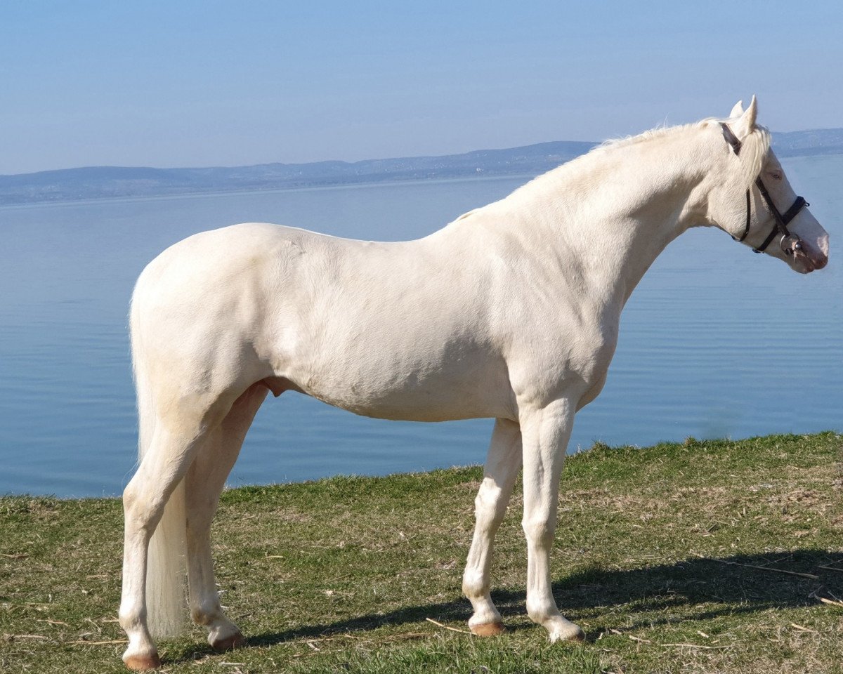 stallion Kimba (Belgian Riding Pony, 2015, from Dollar)