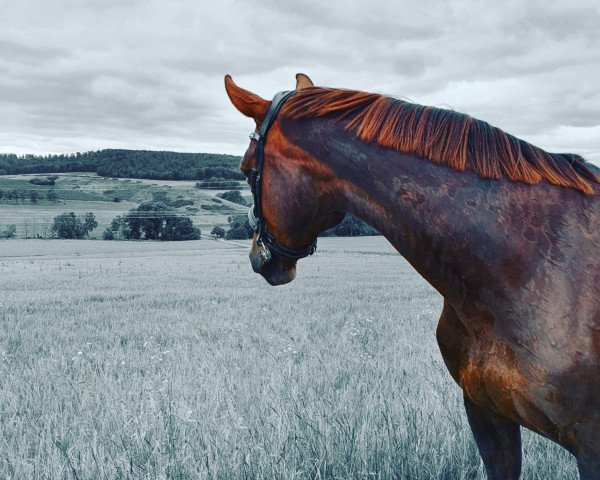 broodmare Delaila Hill (Westphalian, 2006, from Damon Hill)