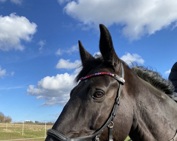 jumper Falco D'honorine (Selle Français, 2015, from Urano de Cartigny)