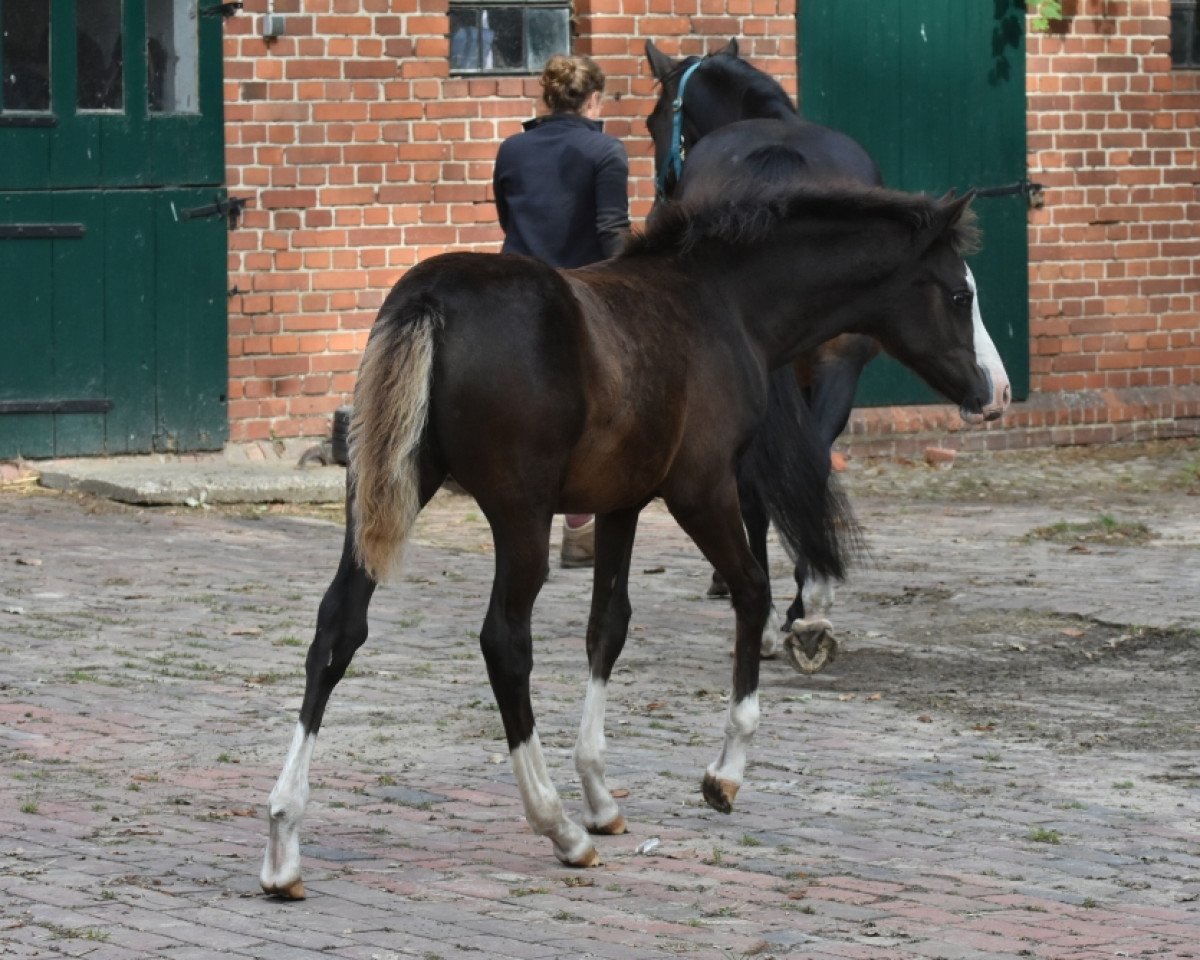 horse Rieemaars Thunderbird (German Riding Pony, 2022, from Vincent)