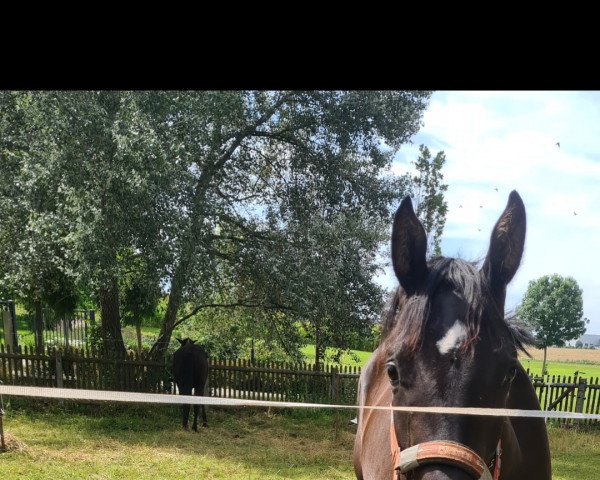 broodmare Secret's Black SEVEN B. (German Sport Horse, 2020, from Secret)