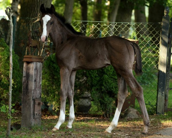 horse Ellis (Oldenburg, 2022, from Ellis NRW)