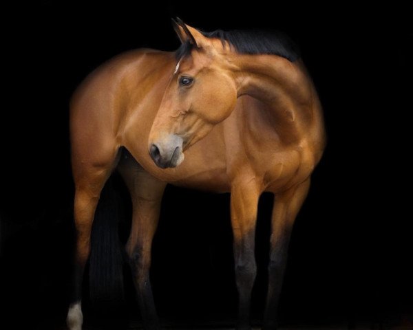jumper Cimy (Oldenburg show jumper, 2016, from Chaman)