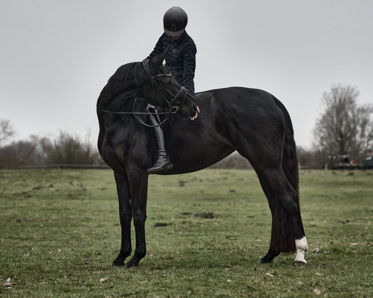 horse Förmchen (Westphalian, 2018, from For Final)