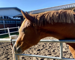dressage horse Red Valentino (Westphalian, 2020, from Rousseau)