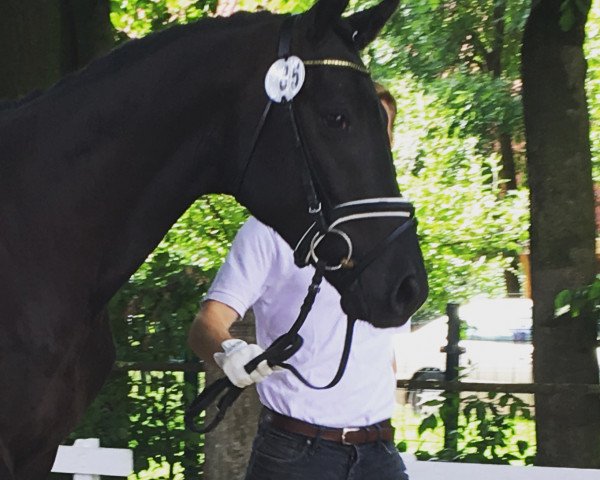 horse Sensburg (Trakehner, 2014, from Schwarzgold)