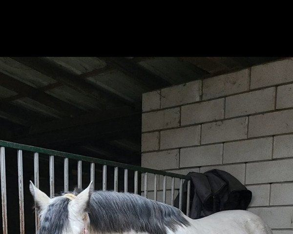 jumper Caherlistrane Flyer (Connemara Pony, 2014, from Caherlistrane Blackie)