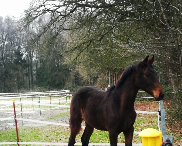 horse Follow Chester's Mind (Oldenburg, 2022, from Birkhof's Fair Game OLD)