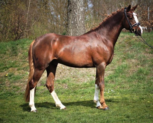horse Heitholms Dalington (German Riding Pony, 2016, from Dreidimensional AT NRW)