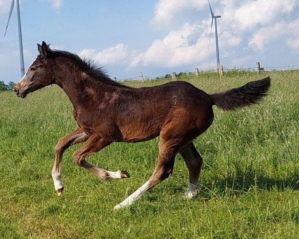 horse Valea (Hanoverian, 2022, from Valensky)