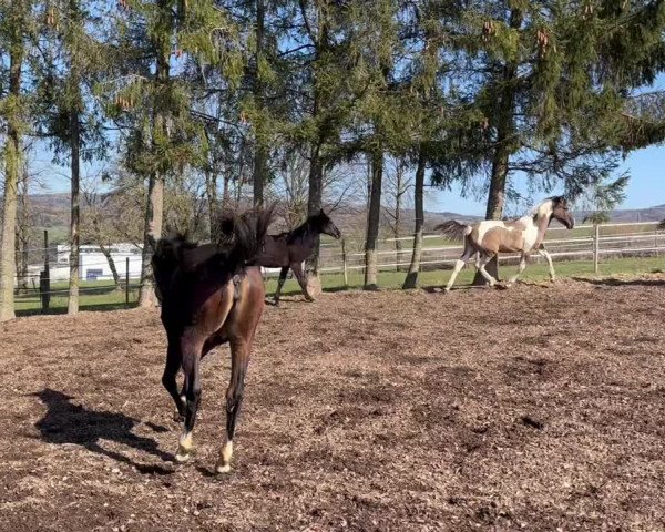 Video of Miss Moneypenny