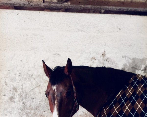 horse Sir Argentinus (Hanoverian, 2005, from San Brasil)