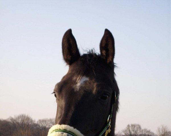 Pferd Rocky 1540 (Westfale, 2006, von Rockford)