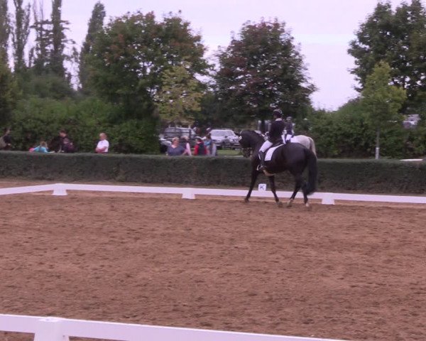 Reitturnier Westeregeln 2021