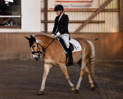 dressage horse My golden Dreamcatcher (Haflinger, 2015)