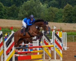 jumper Fly High 16 (Holsteiner, 2013, from Quick Orion d'Elle 189 FIN)