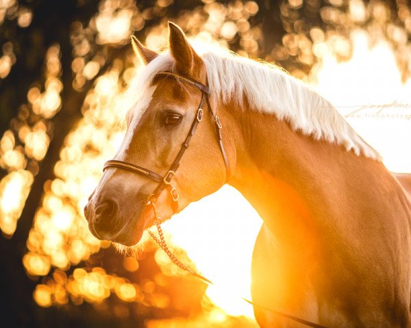 horse Muckie (Haflinger, 1996, from Mars)