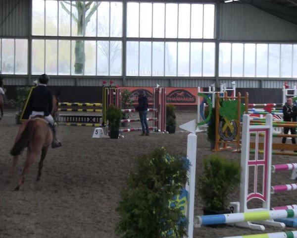 Reitturnier Greven 2023