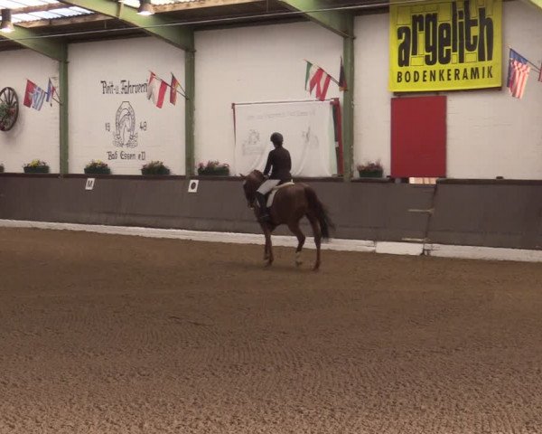 Reitturnier Bad Essen 2021