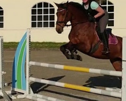 dressage horse Numara (Oldenburg show jumper, 2012, from Numero Uno)