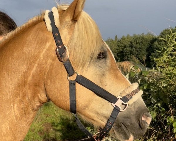 dressage horse Nobody 372 (Haflinger, 2011, from Nabucco)
