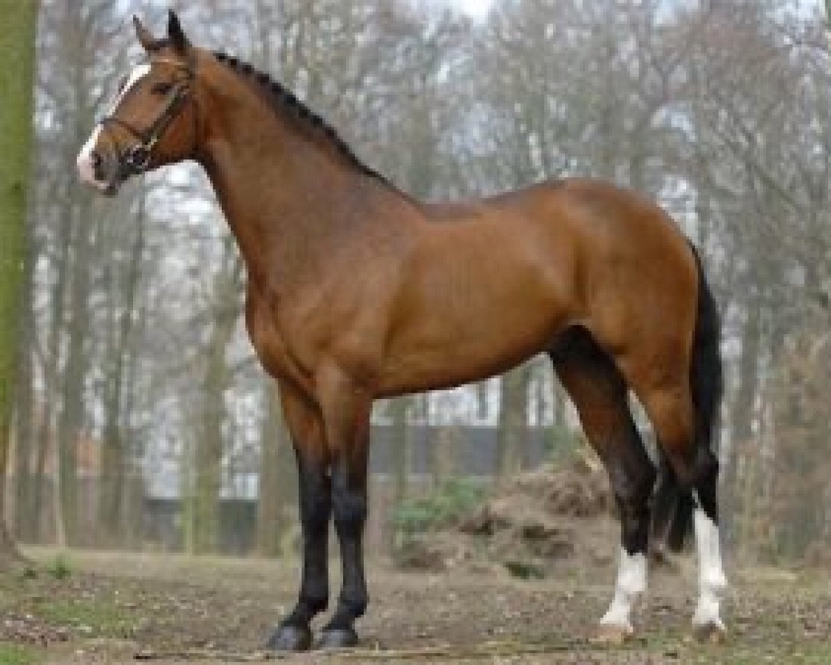 Deckhengst T'is Voltaire (Belgisches Warmblut, 1996, von Voltaire)