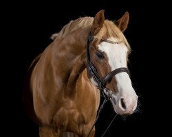 Dressurpferd TopGun 5 (Deutsches Reitpony, 2012, von Top Anthony II)