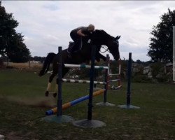 broodmare Lolita 188 (German Sport Horse, 2003, from Lavall I)