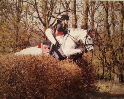 dressage horse Urmel 75 (Welsh Mix, 2003)