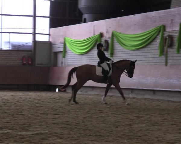 Reitturnier Hellefeld 2023