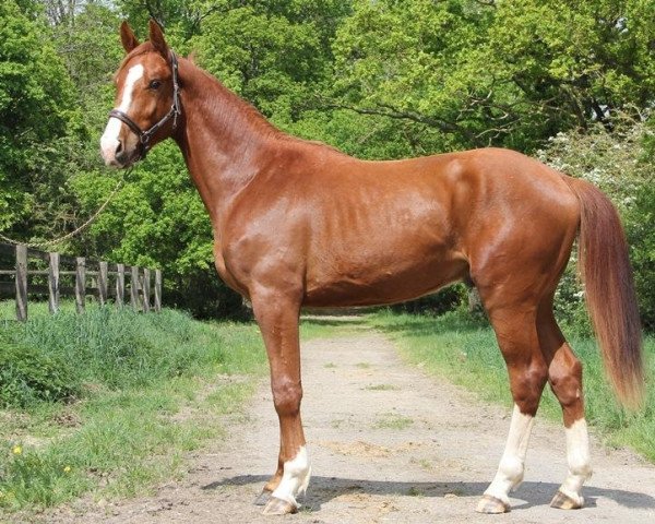 horse Ginko de Hus (Selle Français, 2016, from Kannan)