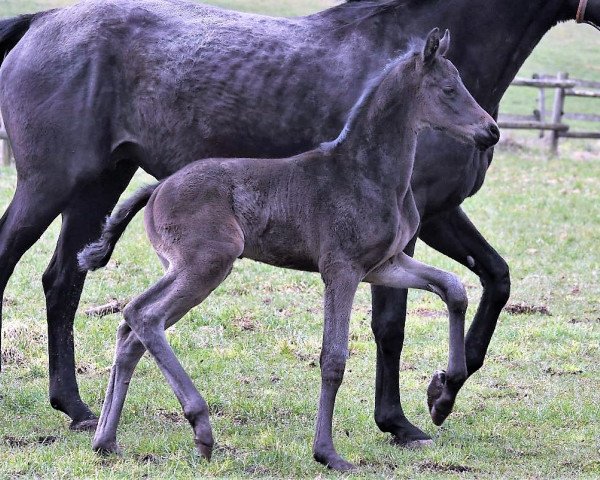 stallion Total Mayer (Westphalian, 2023, from Total McLaren)