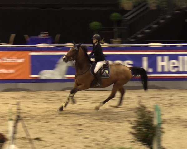 FEI Reitturnier Neumünster (GER) 2021