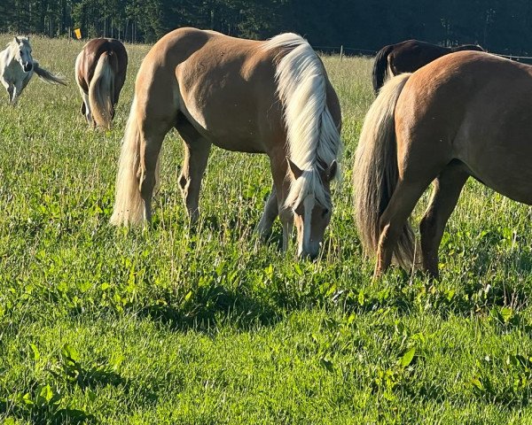 Springpferd Flicka (Edelbluthaflinger, 2019, von Sandro Boy (4,69% ox))