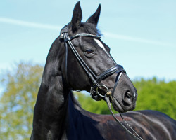 broodmare Dimonia (Hanoverian, 2010, from Dimaggio)