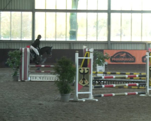 Reitturnier Greven 2023