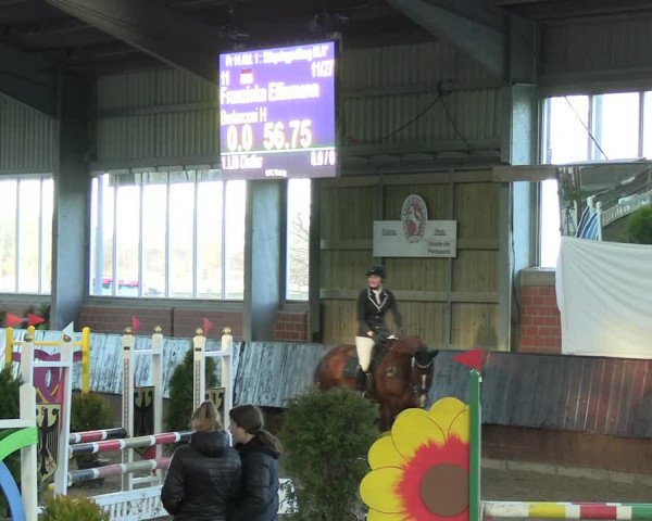 Reitturnier Greven 2023