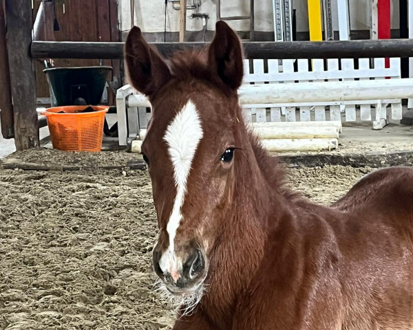 stallion I'm Top Special (Westphalian, 2023, from I'm Special de Muze)