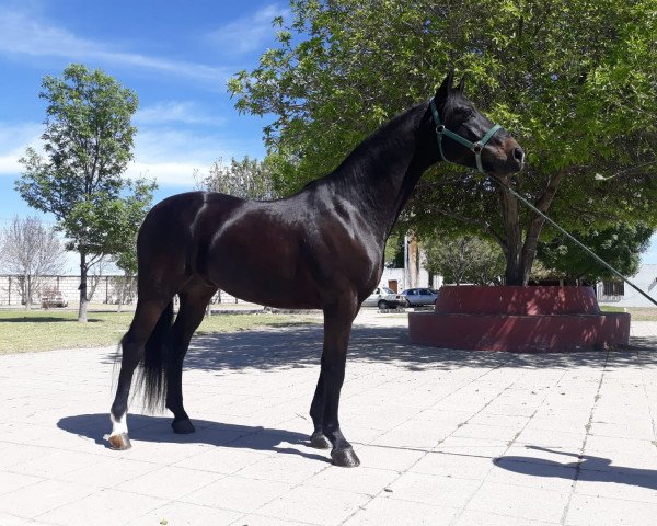 horse Dietmar (Oldenburg, 2011, from De Niro)