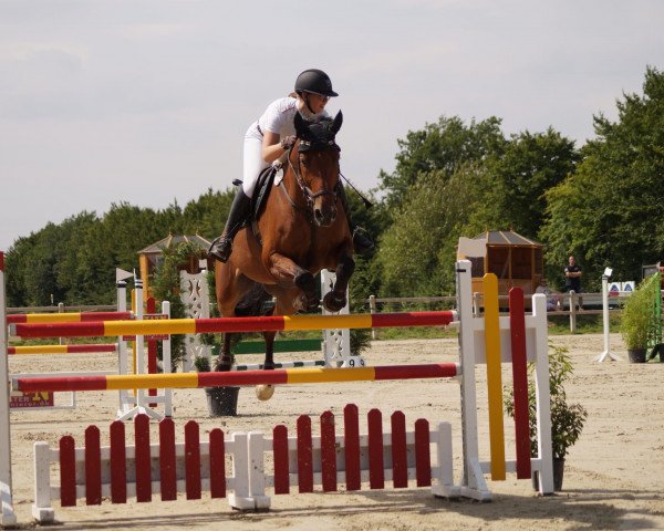 jumper Lex Caterhan (Hanoverian, 2008, from Lex Lugar)