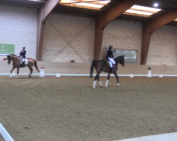 Reitturnier Kamen 2023