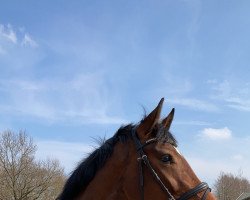 Pferd Donauwelle (Oldenburger, 2017, von Don Nobless)