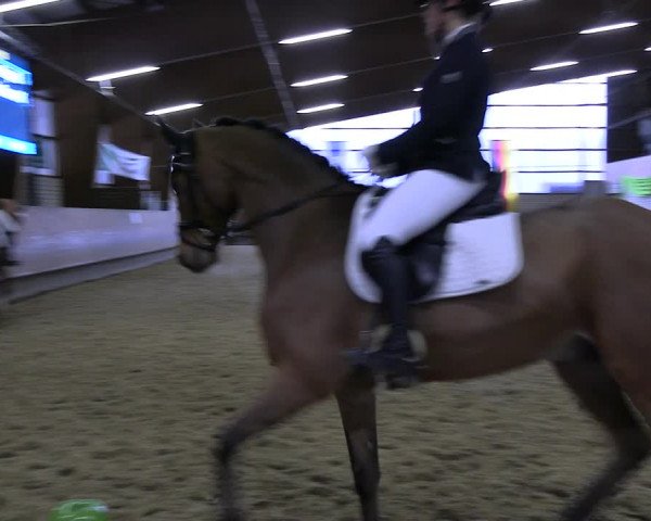 Reitturnier Hellefeld 2023