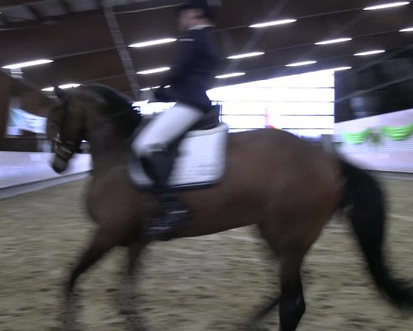 Reitturnier Hellefeld 2023