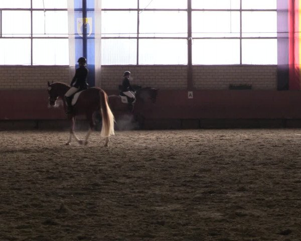 Reitturnier Hellefeld 2023