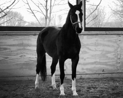 Zuchtstute Lovely Summer (Hessisches Warmblut, 2002, von Landgraf Georg)