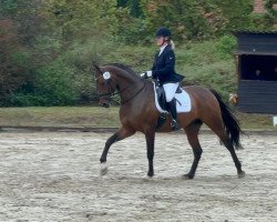 dressage horse Sputnik W (Hanoverian, 2017, from Spörcken)