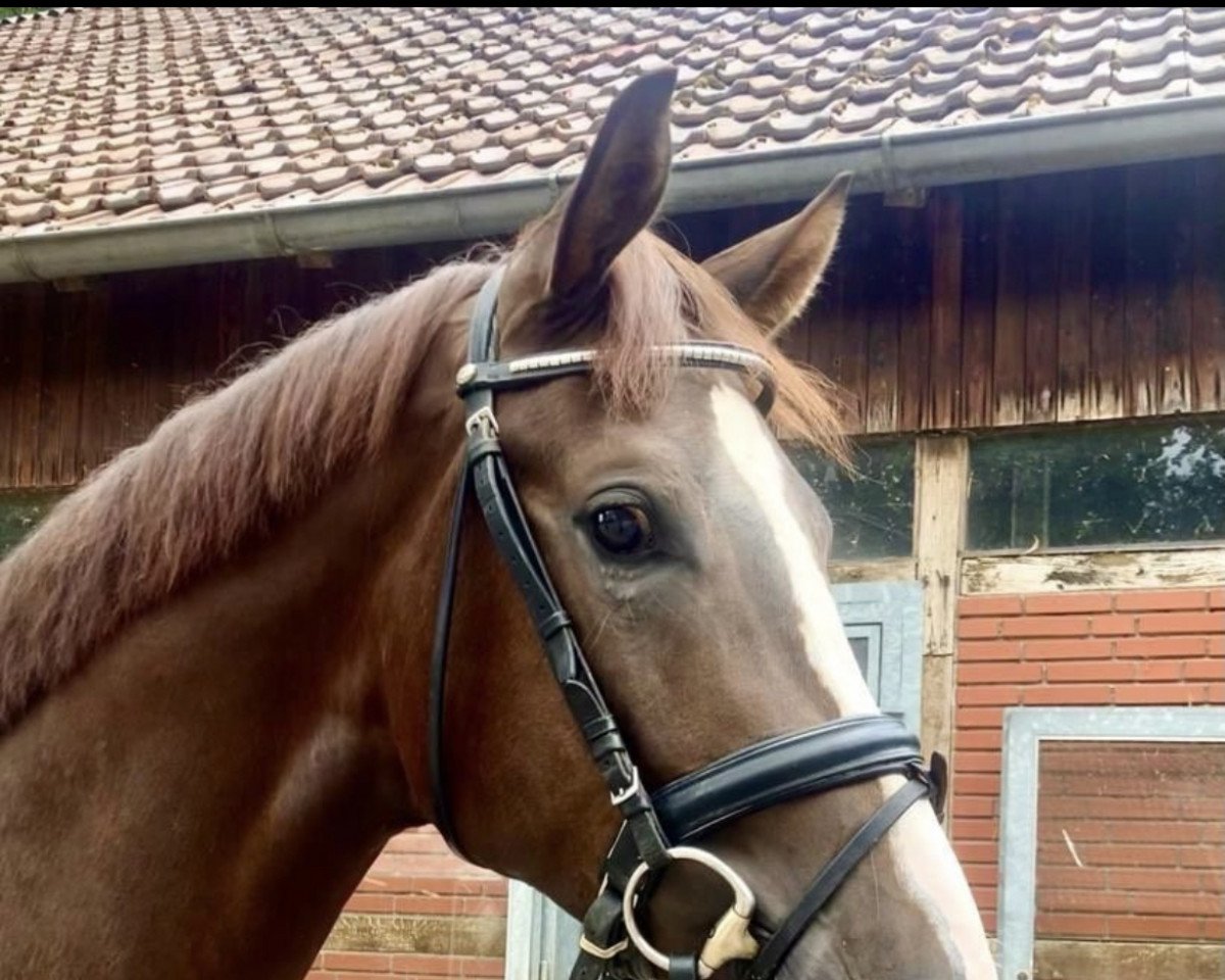 horse Fortoui H (Oldenburg, 2019, from Fuechtels Floriscount OLD)