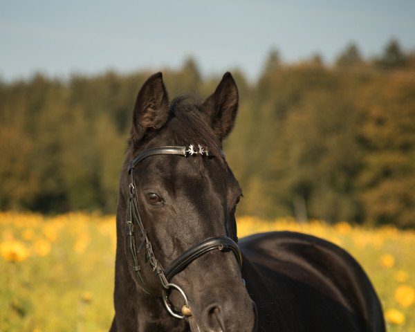dressage horse Honeymoon W (Trakehner, 1998, from Hyalit)