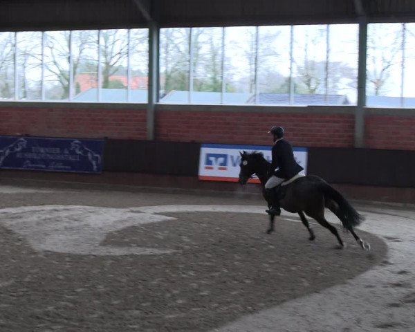 Reitturnier Greven 2023